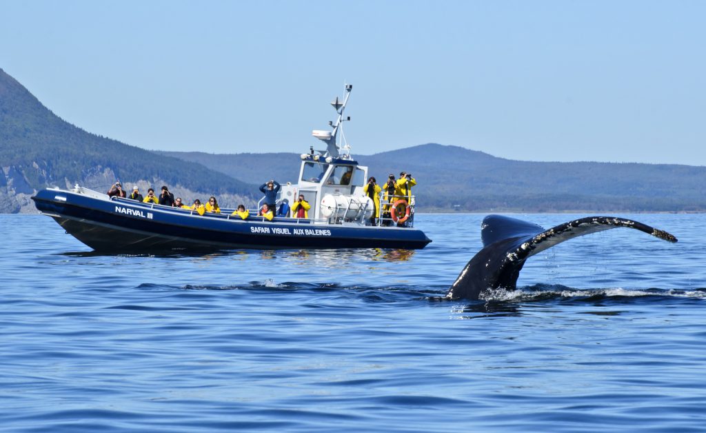 le narval 111 et un rorqual a bosse-Credit photo Marc Loiselle